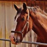 investing in horses